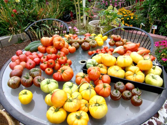 2014-table-of-tomatoes