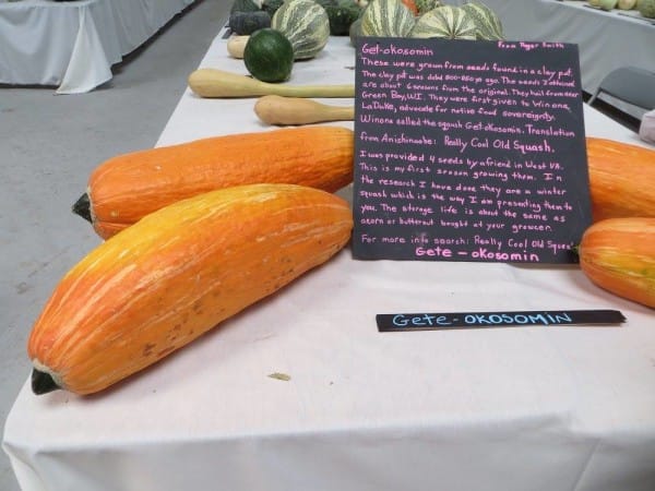 The squash was named Gete-okosomin. It means "Big Old Squash" in the Menominee language — and big it certainly is!