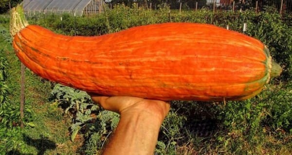 It may be just a humble squash, but it's also a symbol of First Nations' community and history, as well as a fascinating look into how amazing plants can be.