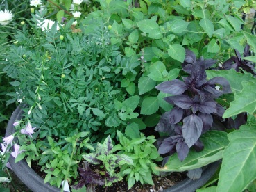 Rosie basil with other plants