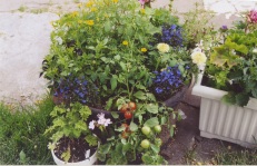 tomatoes spilling over a pot with flowers